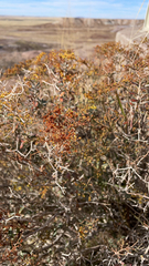 Eriogonum heermannii