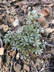 Lupinus albifrons