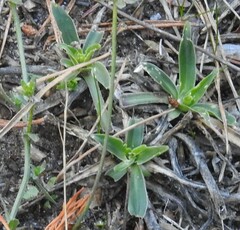 Armeria arenaria