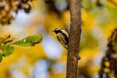 Parus major major