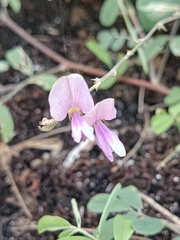 Tephrosia cinerea