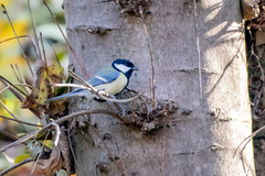 Parus major major
