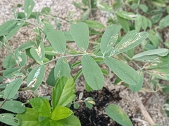 Tephrosia cinerea
