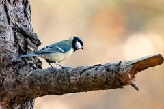 Parus major major