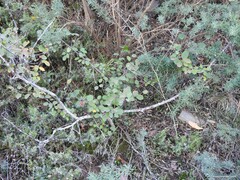 Adenocarpus hispanicus