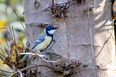 Parus major major