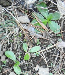 Hypochaeris radicata