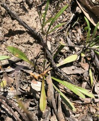 Goodenia pinnatifida
