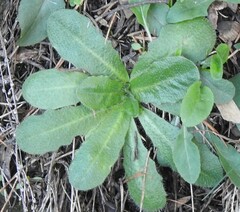 Hypochaeris radicata