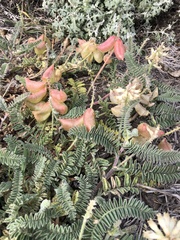 Astragalus nuttallii