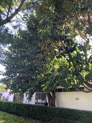 Ficus cotinifolia