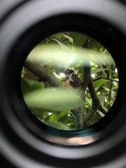 Pulsatrix perspicillata