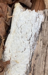 Neoantrodia serialis