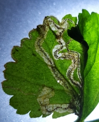 Stigmella