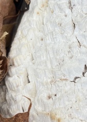 Neoantrodia serialis