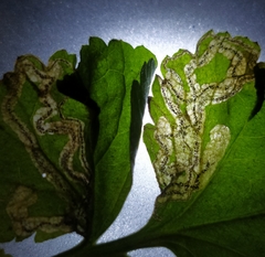 Stigmella
