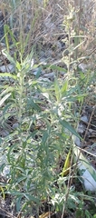 Artemisia ludoviciana