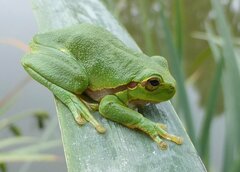 Hyla arborea
