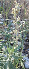 Artemisia ludoviciana