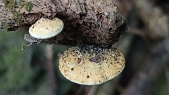 Perenniporia