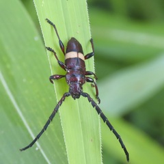 Lissonotus flavocinctus