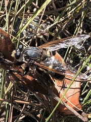 Mallophora bomboides