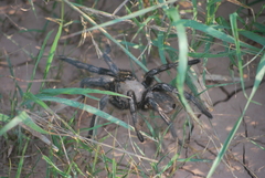 Aphonopelma anax