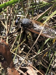 Mallophora bomboides