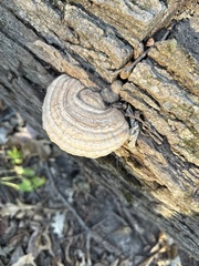 Trametes hirsuta