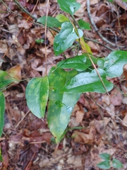 Smilax auriculata