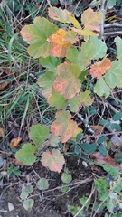 Acer opalus