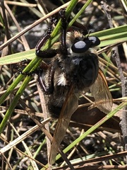 Mallophora bomboides