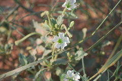 Acleisanthes diffusa
