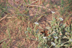 Acleisanthes diffusa