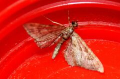 Gymnoscelis rufifasciata