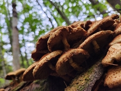 Pholiota squarrosoides