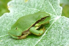 Hyla arborea