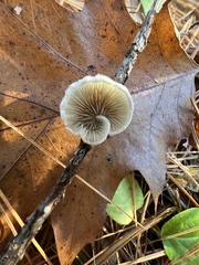 Crepidotus variabilis