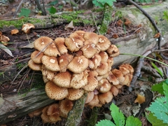 Pholiota squarrosoides