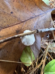 Crepidotus variabilis