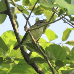 Vireo