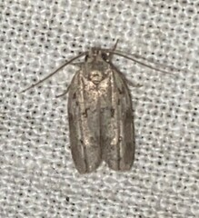 Antaeotricha