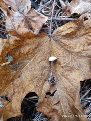 Collybia