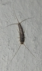 Ctenolepisma longicaudatum