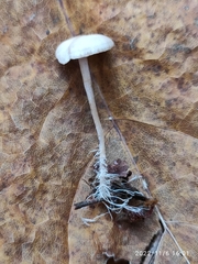 Collybia