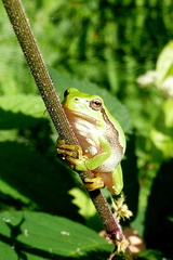 Hyla arborea