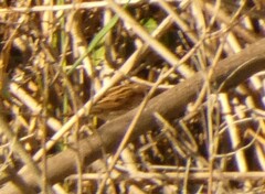 Emberiza schoeniclus