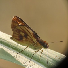 Vettius fantasos