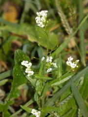 Capsella