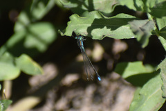 Ischnura